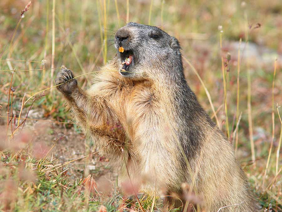 Marmotte, marmotte e ancora marmotte !!!